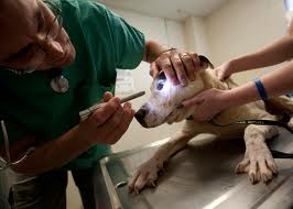 vet
