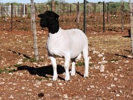 home2