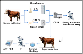 Export animals, embryos, ova and semen