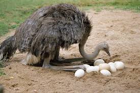Export ostriches and ostrich eggs