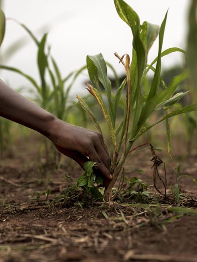 Agriculture and Environmental