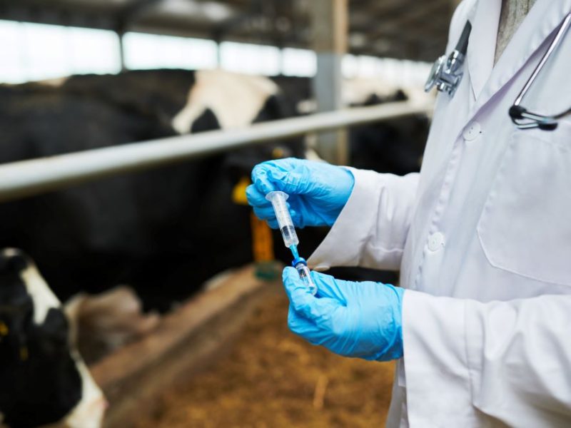 Import animal vaccines